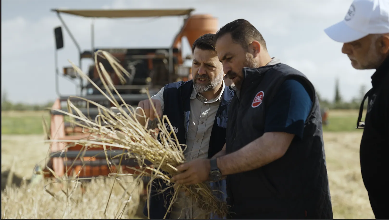 Arpa çeşit adaylarının hasadı yapıldı